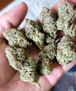 Buy Super Gas weed Strain Online