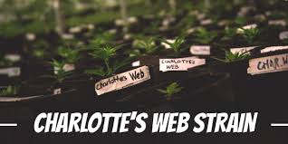 Charlottes Web Flower Review - the complete strain information