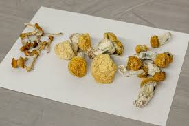Top 5 Mind-Blowing Benefits of Golden Teacher Mushrooms