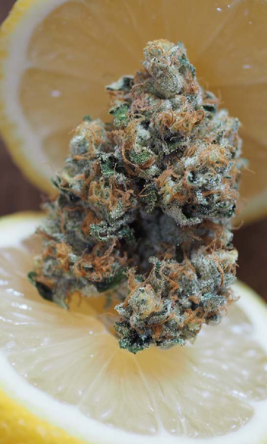 How Strong Is Lemon Taffy Strain? THC Levels & User Reviews in 2025