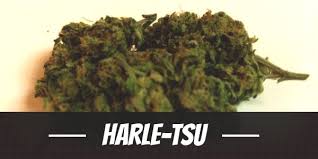 A close photo for Harle Tsu Strain Review