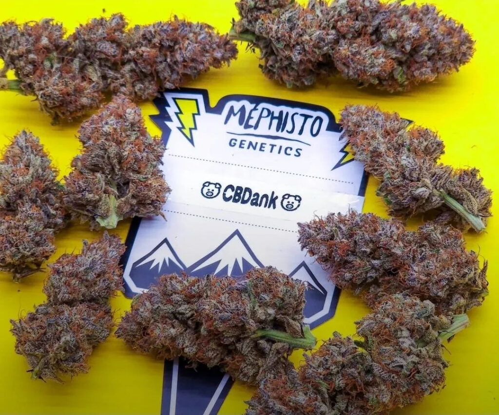 Lemon Taffy Strain Review – Why Cannabis Lovers Are Buzzing in 2025
