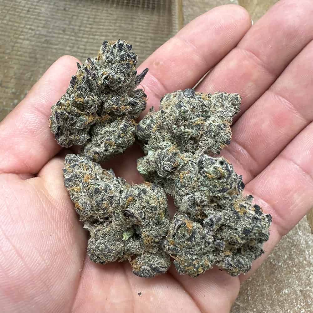 Chimera Strain for Sale in the USA: Where to Find Premium Quality