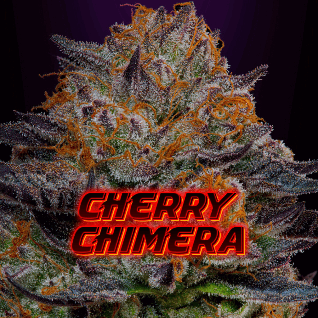 Top 5 Dispensaries to Buy Chimera Strain Online in the USA
