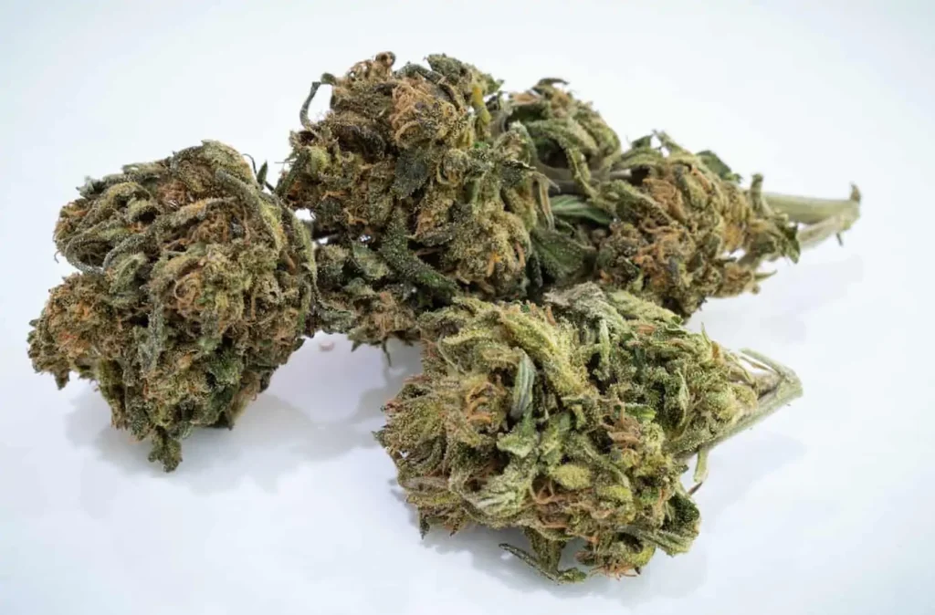 Jungle Candy Strain Free Shipping