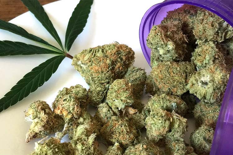 Buy Jungle Candy Strain Near Me