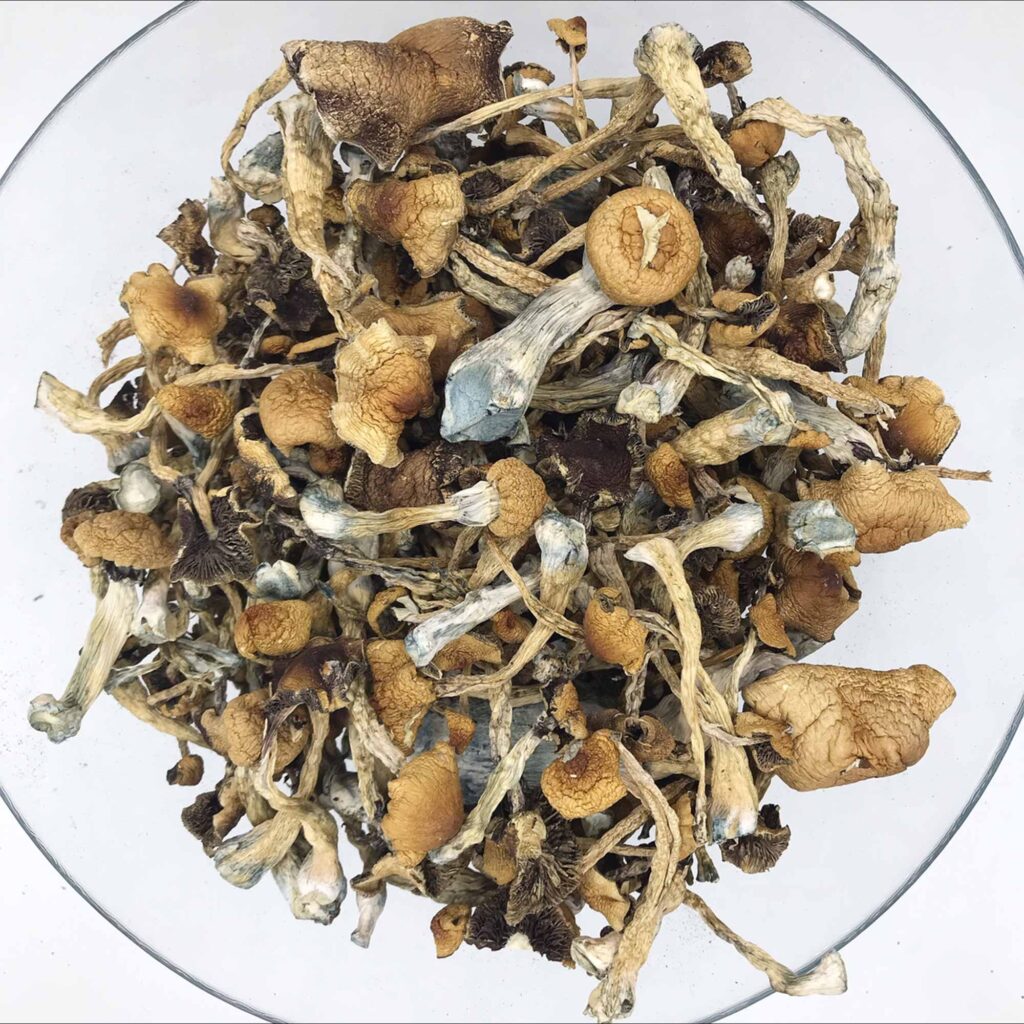 Premium Malabar Mushrooms Supplier in the USA