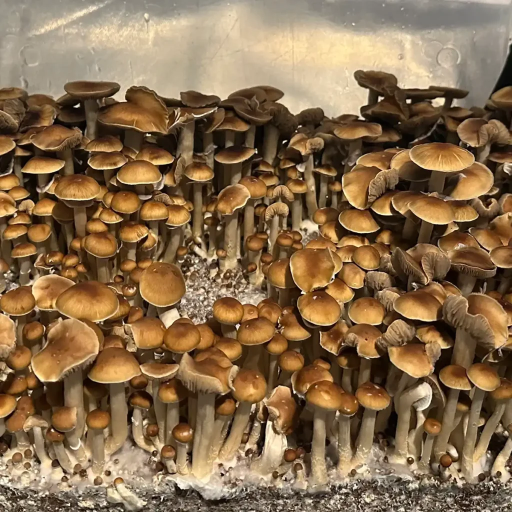 Buy Malabar Mushrooms Online Today