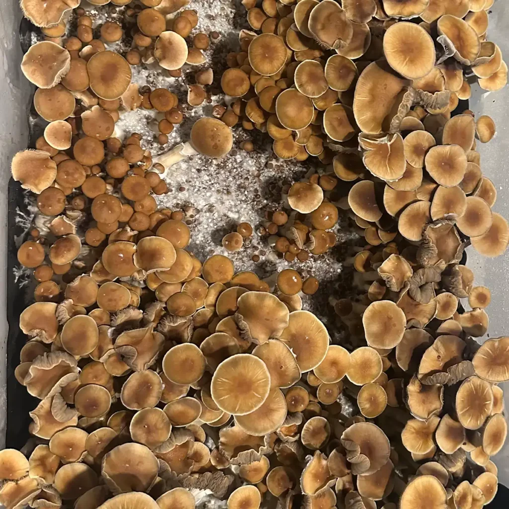Malabar Mushrooms with Fast Discreet Shipping today