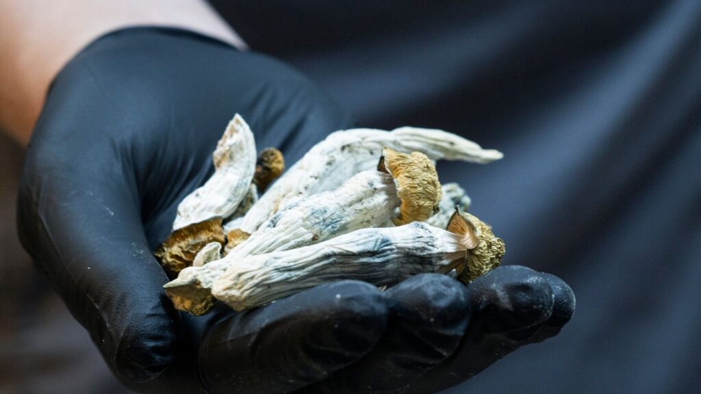Alacabenzi Cubensis for Sale Near Me
