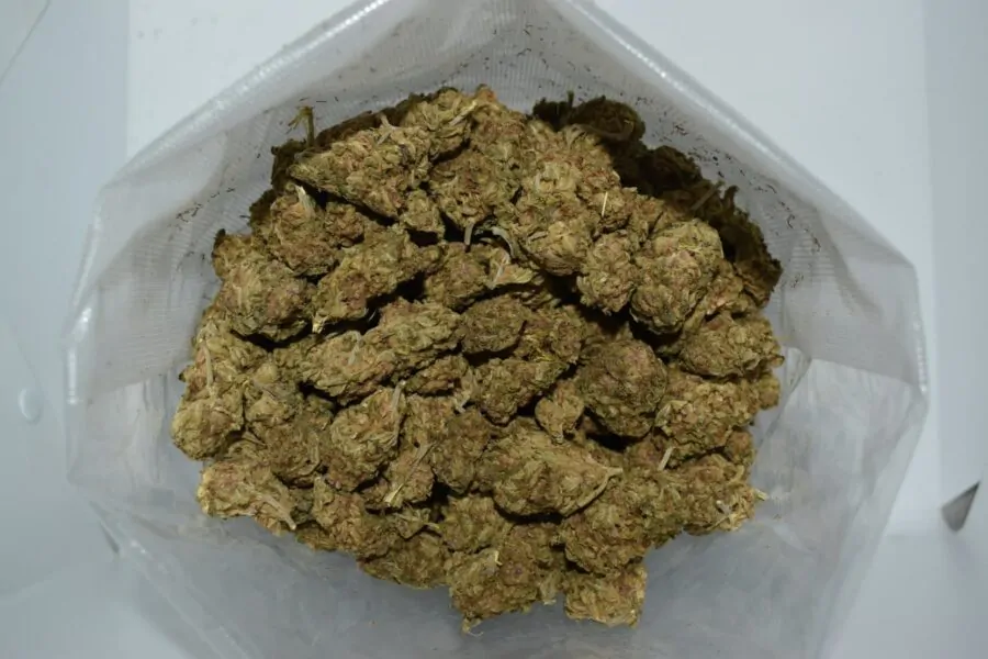 Order Blue Candy Strain Online