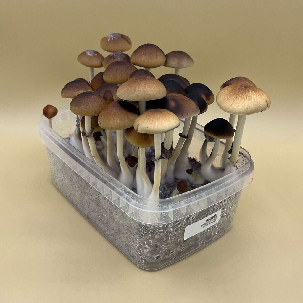 Alacabenzi Cubensis Effects and Potency