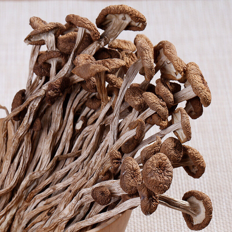 Buy Alacabenzi Cubensis Online