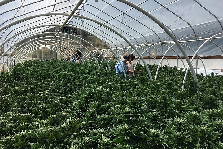 EU Laws on Cannabis Sales